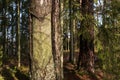 Extraction of pine resin. Pine tree trunks many years after harvesting pine resin. Latvia Royalty Free Stock Photo