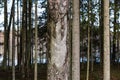 Extraction of pine resin. Pine tree trunks many years after harvesting pine resin. Latvia Royalty Free Stock Photo