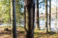 Extraction of pine resin. Pine tree trunks many years after harvesting pine resin. Latvia Royalty Free Stock Photo