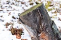 Extraction of pine resin. Sawn pine tree trunk many years after harvesting pine resin. Latvia Royalty Free Stock Photo