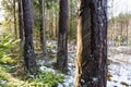 Extraction of pine resin. Pine tree trunks many years after harvesting pine resin. Latvia Royalty Free Stock Photo