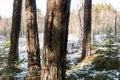 Extraction of pine resin. Pine tree trunks many years after harvesting pine resin. Latvia Royalty Free Stock Photo