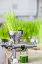 Extraction of Wheatgrass in Action on the Kitchen Countertop using a Manual Juicer Royalty Free Stock Photo