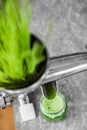 Extraction of Wheatgrass in Action on the Kitchen Countertop using a Manual Juicer Royalty Free Stock Photo