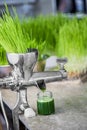 Extraction of Wheatgrass in Action on the Kitchen Countertop using a Manual Juicer Royalty Free Stock Photo