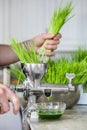 Extraction of Wheatgrass in Action on the Kitchen Countertop using a Manual Juicer Royalty Free Stock Photo