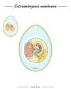 Extraembryonic membrane template Royalty Free Stock Photo
