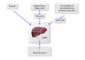 Extrahepatic substrates support ketogenesis beyond the liver, aiding in energy production during fasting or low-carb states, Royalty Free Stock Photo