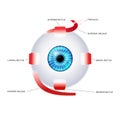 Extraocular muscles anatomy Royalty Free Stock Photo