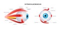 Extraocular muscles anatomy