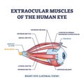 Extraocular muscles of human eye with muscular anatomy outline diagram Royalty Free Stock Photo