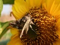 Extraordinarily beautiful butterflies on the flowers