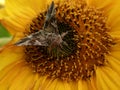 Extraordinarily beautiful butterflies on the flowers