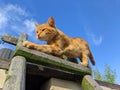 Extraordinarily beautiful cat against the blue sky