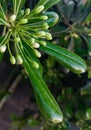 Extraordinarily beautiful close-up of green plants