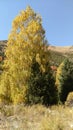 Extraordinarily beautiful deserts, green and golden trees against the blue sky Royalty Free Stock Photo