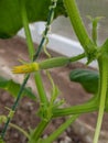 Extraordinarily beautiful flower buds in combination with green