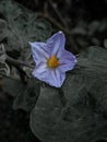 Extraordinarily beautiful flowers against green