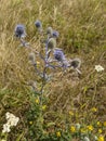 Extraordinarily beautiful flowers in contrast to golden plants