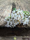 Extraordinarily beautiful flowers on dry wood
