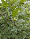 Extraordinarily beautiful green fruit in contrast to the green plant