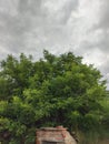 Extraordinarily beautiful green trees opposite the sky