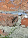 Extraordinarily beautiful lizards on a brick wall