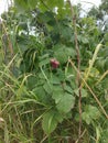 Extraordinarily beautiful red fruit in a combination of green