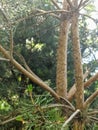 Extraordinarily beautiful spider webs in combination with trees