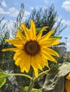 Extraordinarily beautiful sunflower flowers against the blue sky