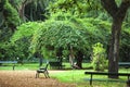 Extraordinarily beautiful trees in the Botanical Garden of Buenos Aires