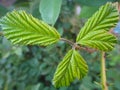 Extraordinarily beautiful young raspberry leaves