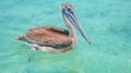 Extraordinarily relaxed brown Pelican swimming in the tropical waters off Caye Caulker island, Belize Royalty Free Stock Photo