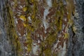 Extraordinary colored tree bark. Background macro picture.