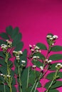 An extraordinary composition of green leaves and small field daisies