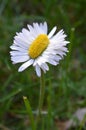 Extraordinary daisy double as wide as normal