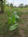 Extraordinary green leaf scene of the field opposite the blue sky