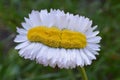 Extraordinary daisy quintuple as wide as normal