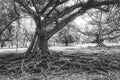 Extraordinary and old roots of trees in Sri Lanka Royalty Free Stock Photo