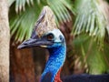 Extraordinary ostentatious Southern Cassowary.