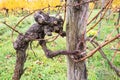 Extraordinary shaped old grapevine in autumn looking like a scary creature