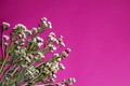 The extraordinary small field daisies composition on a neon pink background
