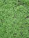 An extraordinary surface background with small green leaves