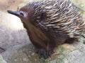 A Curious Spectacular Short-Beaked Echidna.