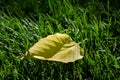 Extraordinary yellow leaf on green grass texture background Royalty Free Stock Photo