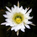 Huge White and Yellow Extravagant Cactus Flower Royalty Free Stock Photo