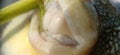 Extream closeup Teeth of Puffer fish Royalty Free Stock Photo