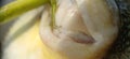 Extream closeup Teeth of Puffer fish Royalty Free Stock Photo