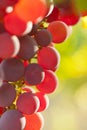 Extrem close-up of rose wine grapes in the morning sun Royalty Free Stock Photo