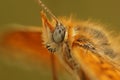 Extrema facial close-up on the head of the Mediterranean blue-eyed Knapweed frittillary, Melitaea phoebe Royalty Free Stock Photo